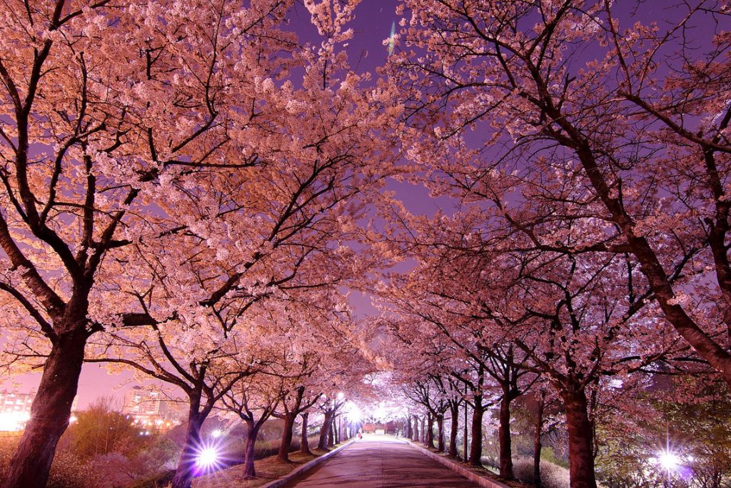 Cherry-Blossoms-Hanami