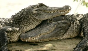 Крокодиловая-ферма-в-Паттайе