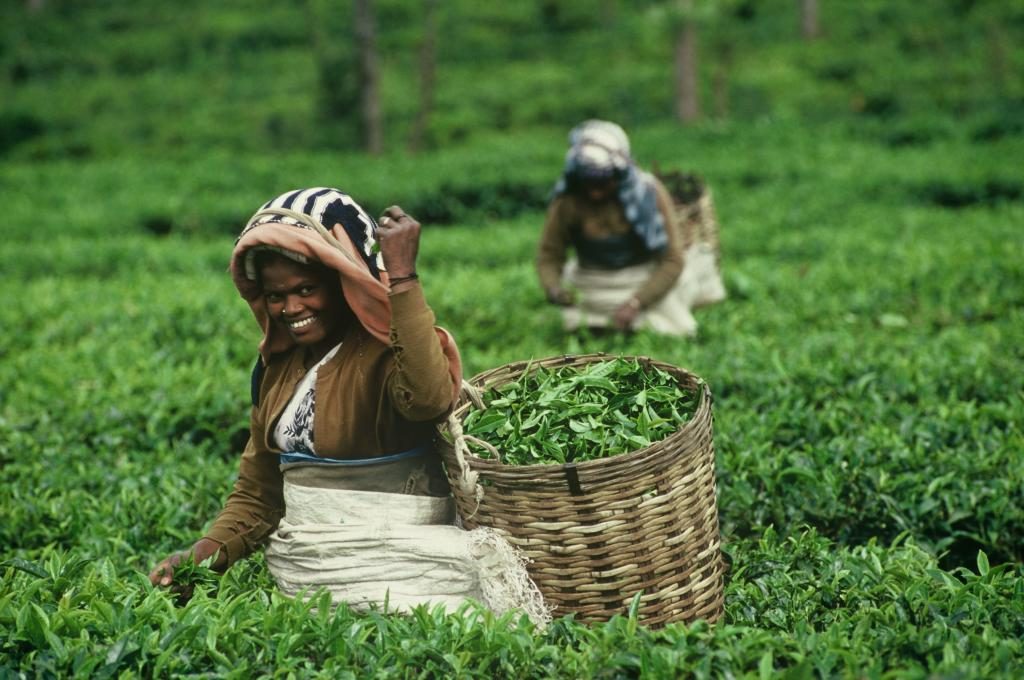 Tea-Sri-Lanka