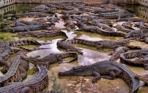 ферма крокодилов