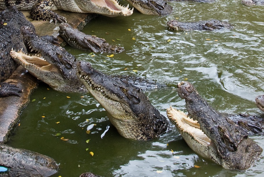 кормлениие крокодилов