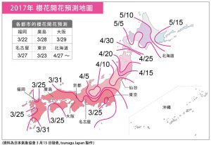 Карта цветения сакуры